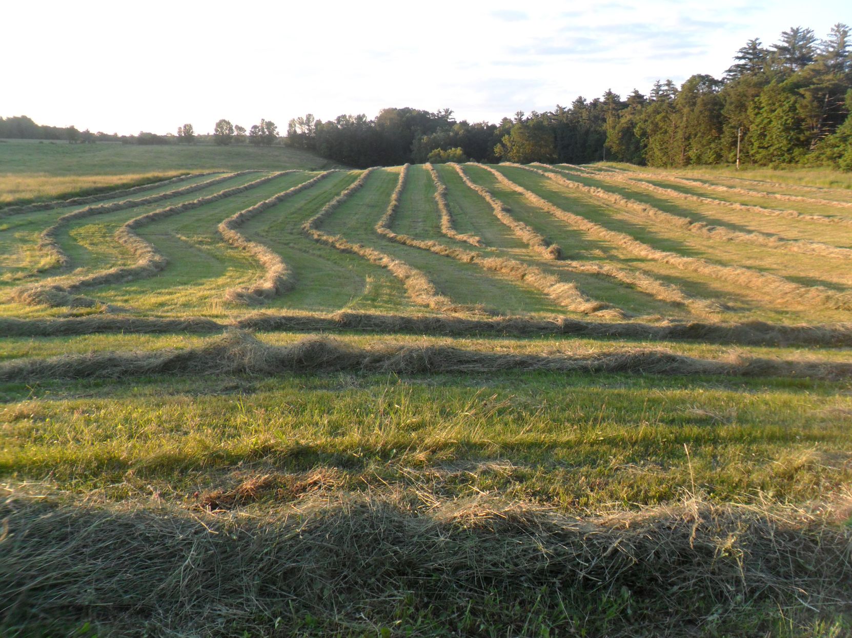 Raked Hay.tif